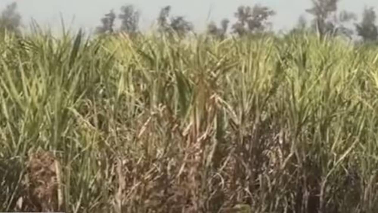 ગ્લોબલ વોર્મિંગની ખેતી પર અસર ! દક્ષિણ ગુજરાતમાં શેરડીની ખેતી મૂશ્કેલ બનતા ખેડૂતો અને સુગરના સંચાલકોની વધી ચિંતા