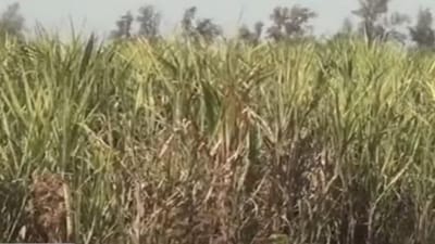 ગ્લોબલ વોર્મિંગની ખેતી પર અસર ! દક્ષિણ ગુજરાતમાં શેરડીની ખેતી મૂશ્કેલ બનતા ખેડૂતો અને સુગરના સંચાલકોની વધી ચિંતા