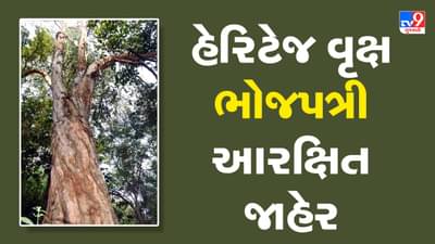 Kheda : નડિયાદની સાયન્સ કોલેજના બોટનિકલ ગાર્ડનમાં ઉગેલા ભોજપત્રી વૃક્ષને હેરિટેજ વૃક્ષ જાહેર કરાયું