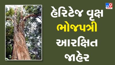 Kheda : નડિયાદની સાયન્સ કોલેજના બોટનિકલ ગાર્ડનમાં ઉગેલા ભોજપત્રી વૃક્ષને હેરિટેજ વૃક્ષ જાહેર કરાયું