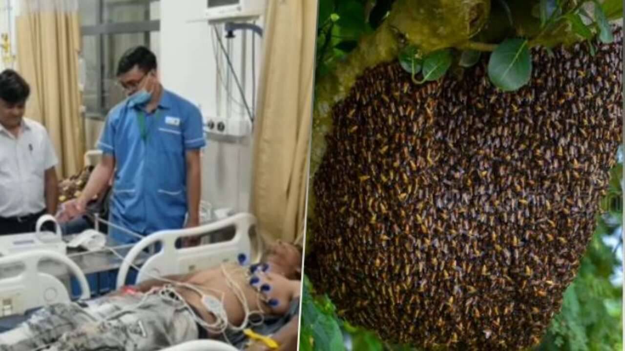 Dahod: દાહોદમાં વરઘોડો એક બાજુ રહી ગયો અને જાનૈયાઓ દોડતા થઈ ગયા, DJના ઘોંઘાટથી છંછેડાયેલી મધમાખીએ જાનૈયાઓ ઉપર કરી દીધો હુમલો!