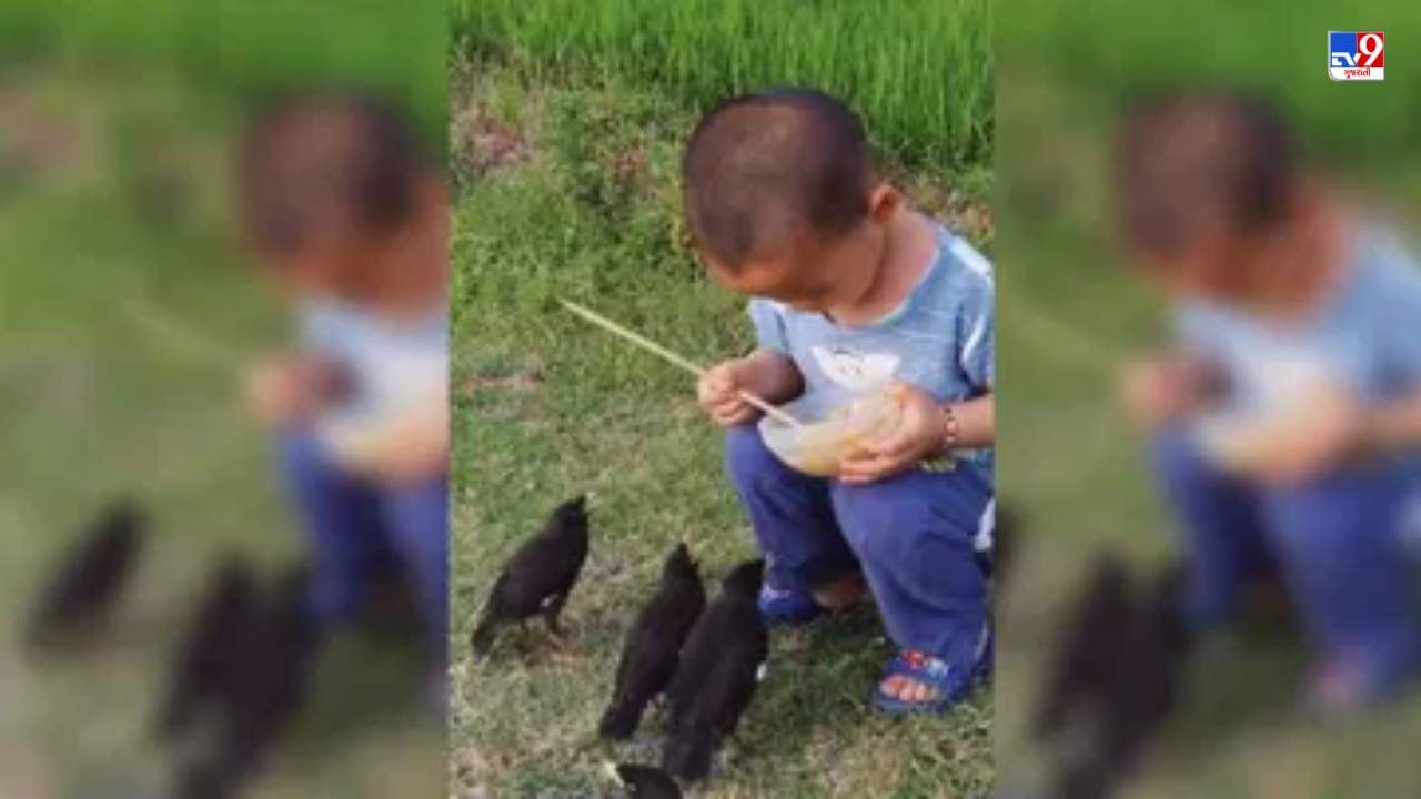 માનવતાનું ઉદાહરણ......બાળકે પક્ષીઓને ખોરાક ખવડાવ્યો, માનવતા બતાવીને માસૂમે જીત્યા સૌના દિલ