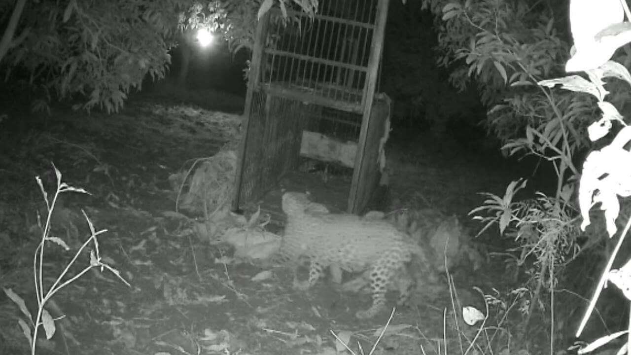 Valsad: આખરે ખૂંખાર દીપડો પાંજરે પૂરાતા ગ્રામજનોએ લીધો રાહતનો શ્વાસ