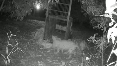 Valsad: આખરે ખૂંખાર દીપડો પાંજરે પૂરાતા ગ્રામજનોએ લીધો રાહતનો શ્વાસ Valsad: આખરે ખૂંખાર દીપડો પાંજરે પૂરાતા ગ્રામજનોએ લીધો રાહતનો શ્વાસ