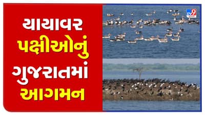 Vadodara: ડભોઇના વઢવાણા તળાવમાં અંદાજિત 50,000થી વધુ પક્ષીઓનું આગમન, સહેલાણીઓ માટે બર્ડ વોચિંગની સુવિધા ગોઠવવામાં આવી