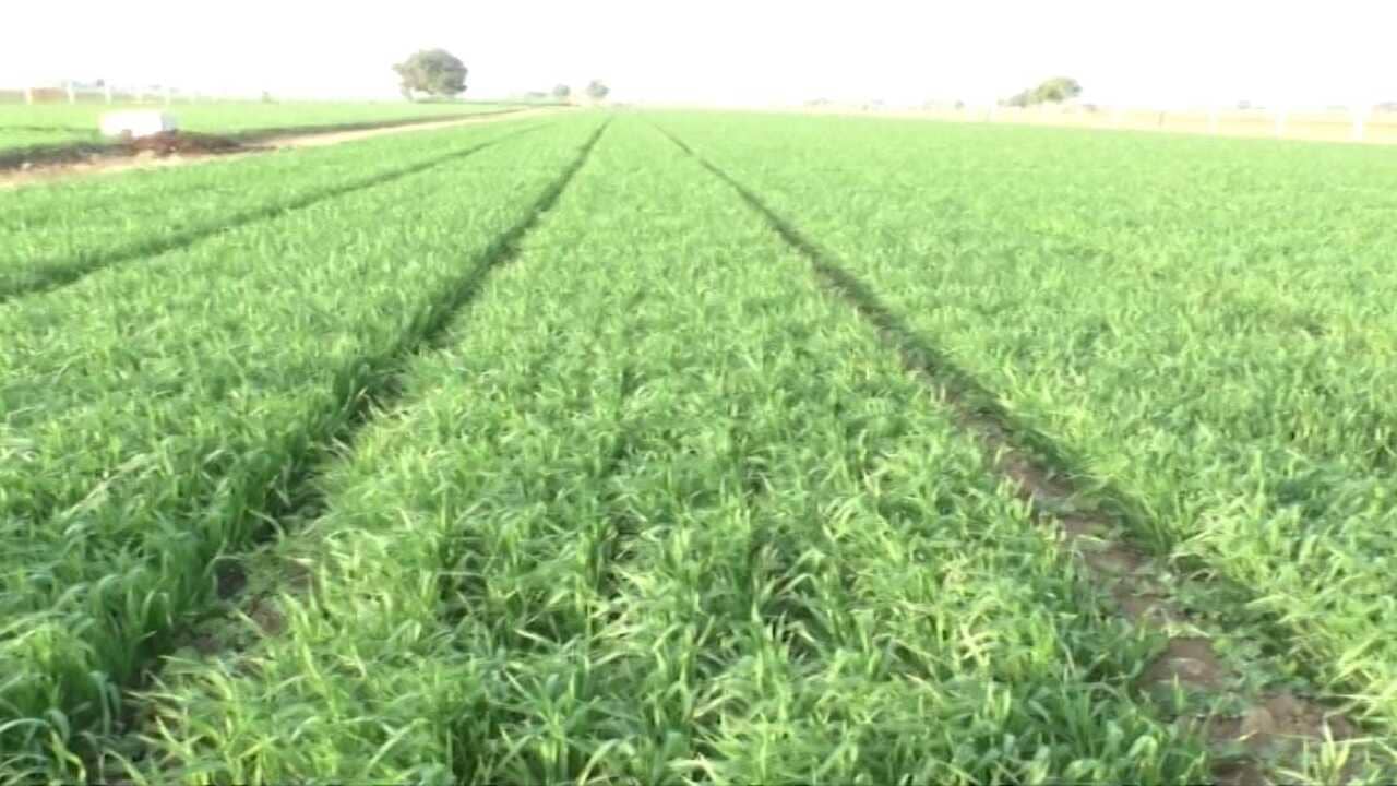 જુનાગઢમાં કમોસમી વરસાદની ભીતિ, શિયાળુ પાક ઘઉં, ધાણા, જીરુના પાકમાં જીવાત પડવાની શક્યતા