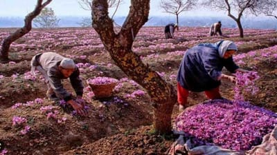 કૃષિ વૈજ્ઞાનિકોના પ્રયત્નો સફળ થયા, હવે આ રાજ્યોમાં પણ કેસરની ખેતી શરૂ થઈ શકશે