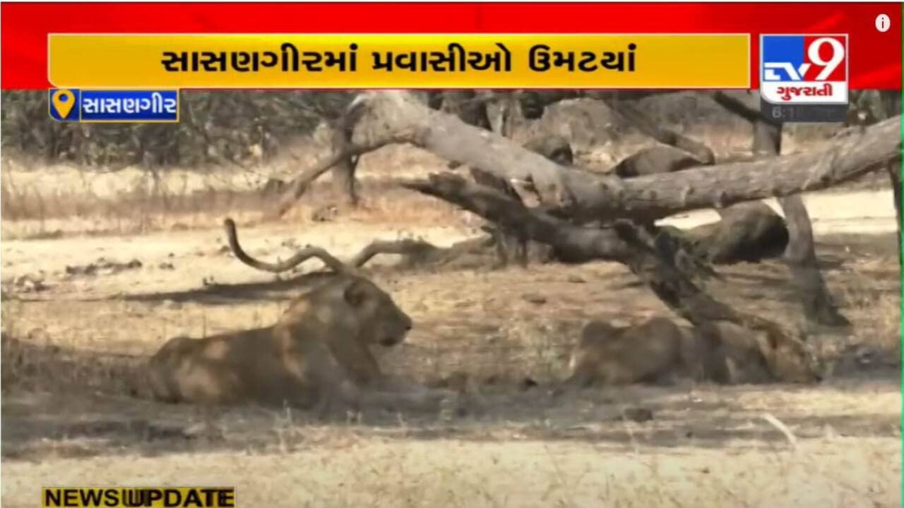 Junagadh: સાસણ ગીરમાં 20 હજાર કરતા વધુ પ્રવાસીઓએ સફારી પાર્કની મુલાકાત લીધી, સિંહ દર્શનનો માણ્યો આનંદ