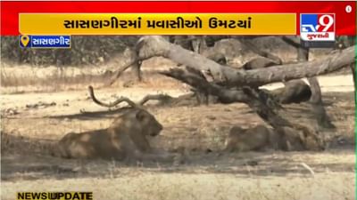 Junagadh: સાસણ ગીરમાં 20 હજાર કરતા વધુ પ્રવાસીઓએ સફારી પાર્કની મુલાકાત લીધી, સિંહ દર્શનનો માણ્યો આનંદ