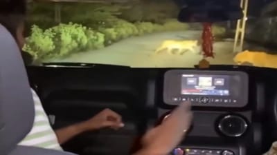 જુનાગઢ: સિંહની પજવણીનો વધુ એક Video વાયરલ, તોફાની તત્વોએ સિંહોની પાછળ કાર દોડાવી, ફ્લેશ લાઈટ મારી ઉશ્કેર્યા