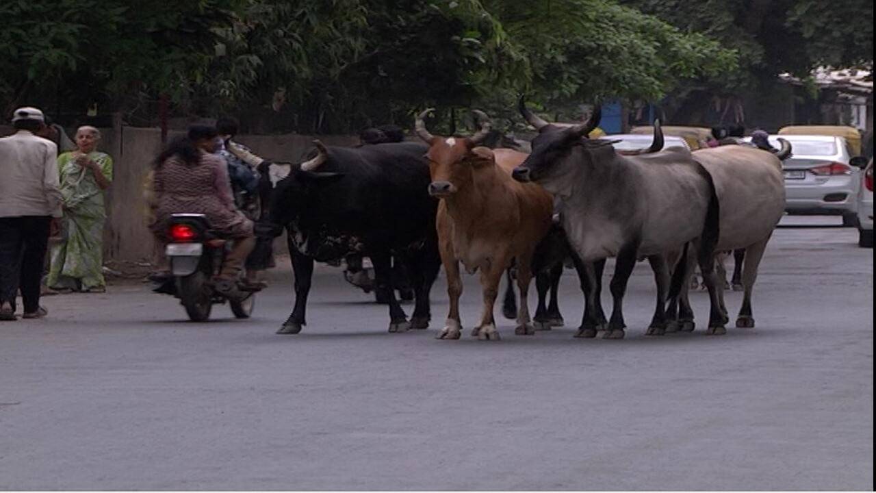 અમદાવાદ: ઓઢવમાં રખડતા ઢોરને કારણે 30 વર્ષિય ટેમ્પા ચાલકનું નિપજ્યુ મોત
