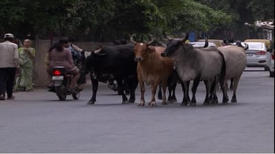 અમદાવાદ: ઓઢવમાં રખડતા ઢોરને કારણે 30 વર્ષિય ટેમ્પા ચાલકનું નિપજ્યુ મોત