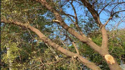 અમરેલી: બાબરાના ધરાઈ નજીક 150 વર્ષ જૂના તોતિંગ વૃક્ષો આડેધડ કાપી નખાતા સ્થાનિકોમાં રોષ