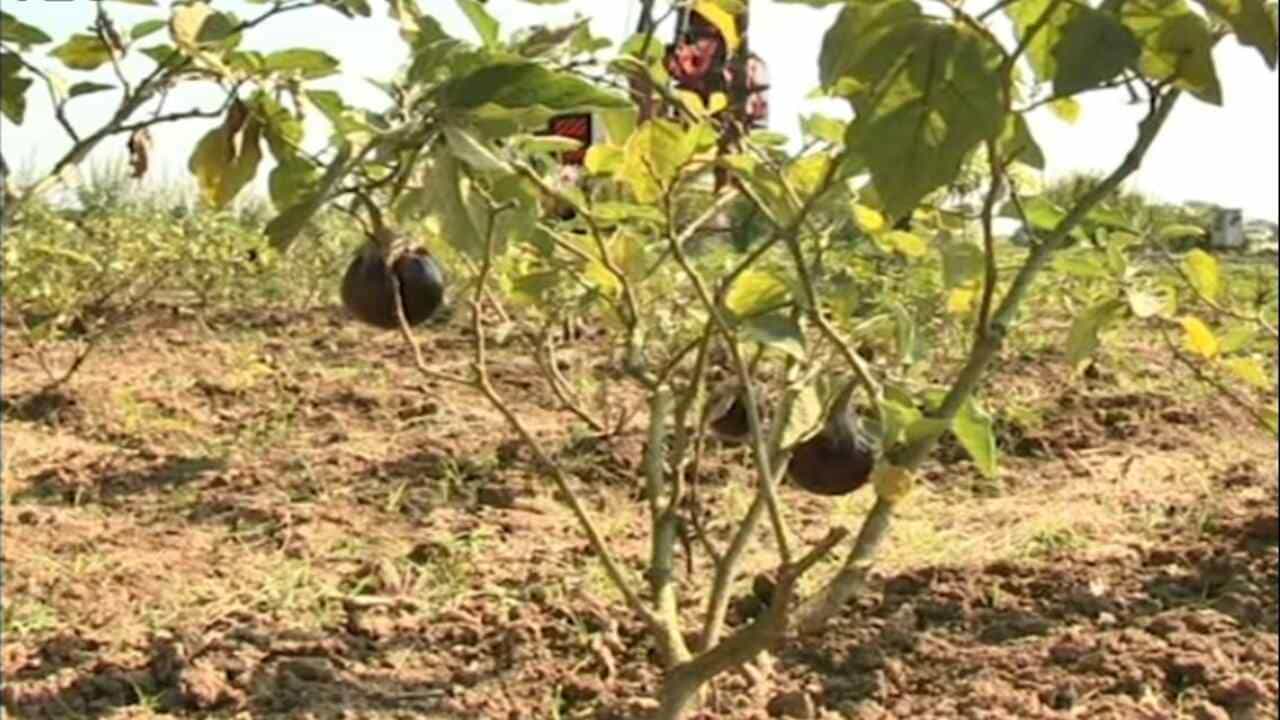 વલસાડ: બે દિવસથી પડી રહેલા કમોસમી વરસાદે ખેડૂતોને રડાવ્યા, શાકભાજીના પાકને નુકસાન