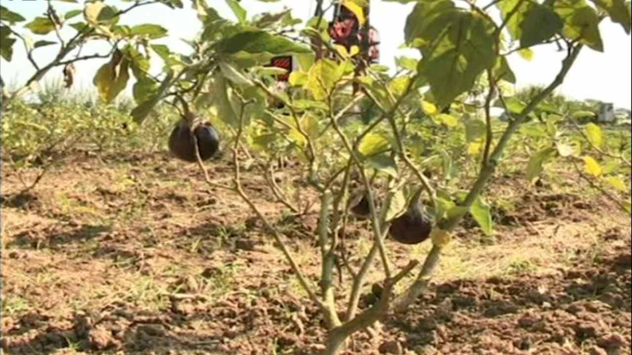 વલસાડ: બે દિવસથી પડી રહેલા કમોસમી વરસાદે ખેડૂતોને રડાવ્યા, શાકભાજીના પાકને નુકસાન