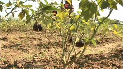 વલસાડ: બે દિવસથી પડી રહેલા કમોસમી વરસાદે ખેડૂતોને રડાવ્યા, શાકભાજીના પાકને નુકસાન વલસાડ: બે દિવસથી પડી રહેલા કમોસમી વરસાદે ખેડૂતોને રડાવ્યા, શાકભાજીના પાકને નુકસાન