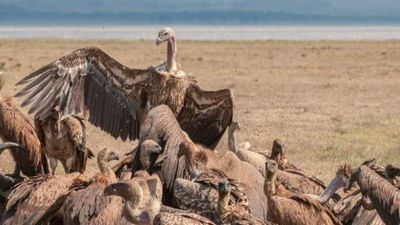 Junagadh: કુદરતના સફાઈ કામદાર કહેવાતા ગીધની વિવિધ પ્રજાતિઓની થશે ગણતરી Junagadh: કુદરતના સફાઈ કામદાર કહેવાતા ગીધની વિવિધ પ્રજાતિઓની થશે ગણતરી
