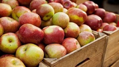 Weight Loss Tips: જો તમારે વજન ઓછું કરવું હોય તો શિયાળામાં ખાઓ આ ફળો, સ્વાસ્થ્યને પણ મળશે બીજા અનેક ફાયદા