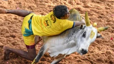 તમિલનાડુમાં જલ્લીકટ્ટુ ઉત્સવ દરમિયાન આખલાએ 14 વર્ષના છોકરાને કચડ્તા નિપજ્યું મોત