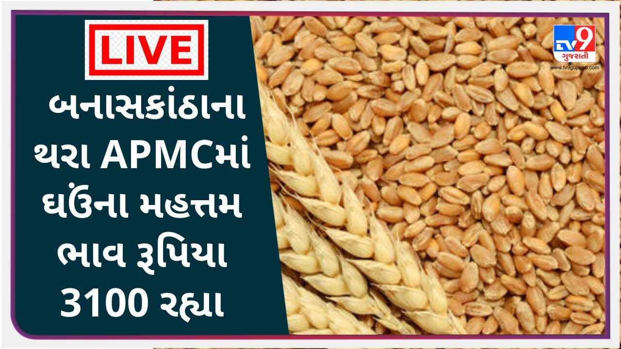 Mandi : બનાસકાંઠાના થરા APMCમાં ઘઉંના મહત્તમ ભાવ રૂપિયા 3100 રહ્યા, જાણો જુદા-જુદા પાકના ભાવ