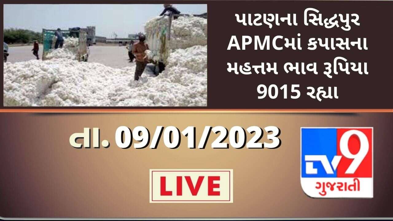 Mandi : પાટણના સિદ્ધપુર APMCમાં કપાસના મહત્તમ ભાવ રૂપિયા 9015 રહ્યા, જાણો જુદા-જુદા પાકના ભાવ