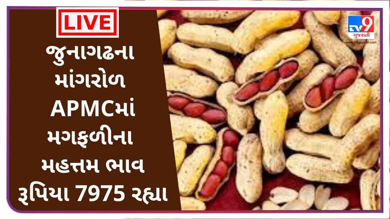 Mandi : જુનાગઢના માંગરોળ APMCમાં મગફળીના મહત્તમ ભાવ રૂપિયા 7975 રહ્યા, જાણો જુદા-જુદા પાકના ભાવ