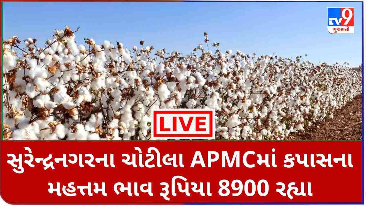 Mandi : સુરેન્દ્રનગરના ચોટીલા APMCમાં કપાસના મહત્તમ ભાવ રૂપિયા 8900 રહ્યા, જાણો જુદા-જુદા પાકના ભાવ