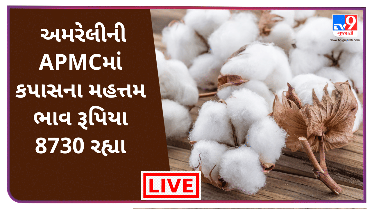 Mandi : અમરેલીની APMCમાં કપાસના મહત્તમ ભાવ રૂપિયા 8730 રહ્યા, જાણો જુદા ...