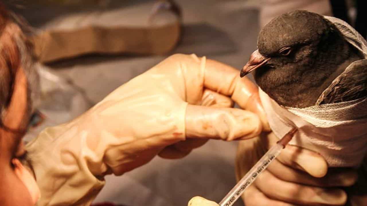 Anand : ઉત્તરાયણ પર્વે પક્ષીઓના જીવ બચાવવા વન વિભાગનું અભિયાન, સંભાળ કેન્દ્રો શરૂ કરવામાં આવ્યા