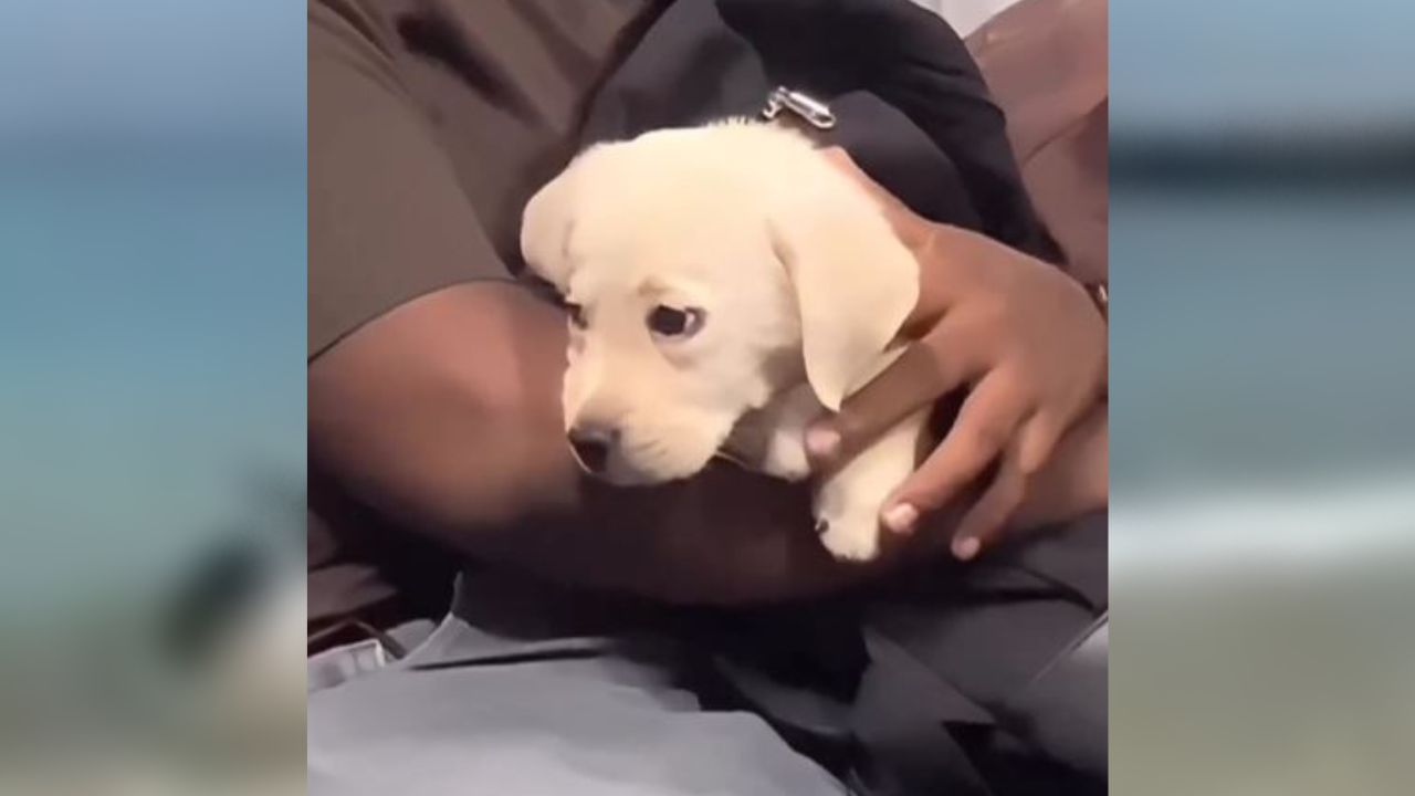 Instagram  Cute Viral video : હાઉકલી.....કૂતરાને બેગમાં મુકીને ટ્રેનમાં ચડ્યો વ્યક્તિ, બેગની અંદર જ ઝોલે ચડ્યો ડોગી