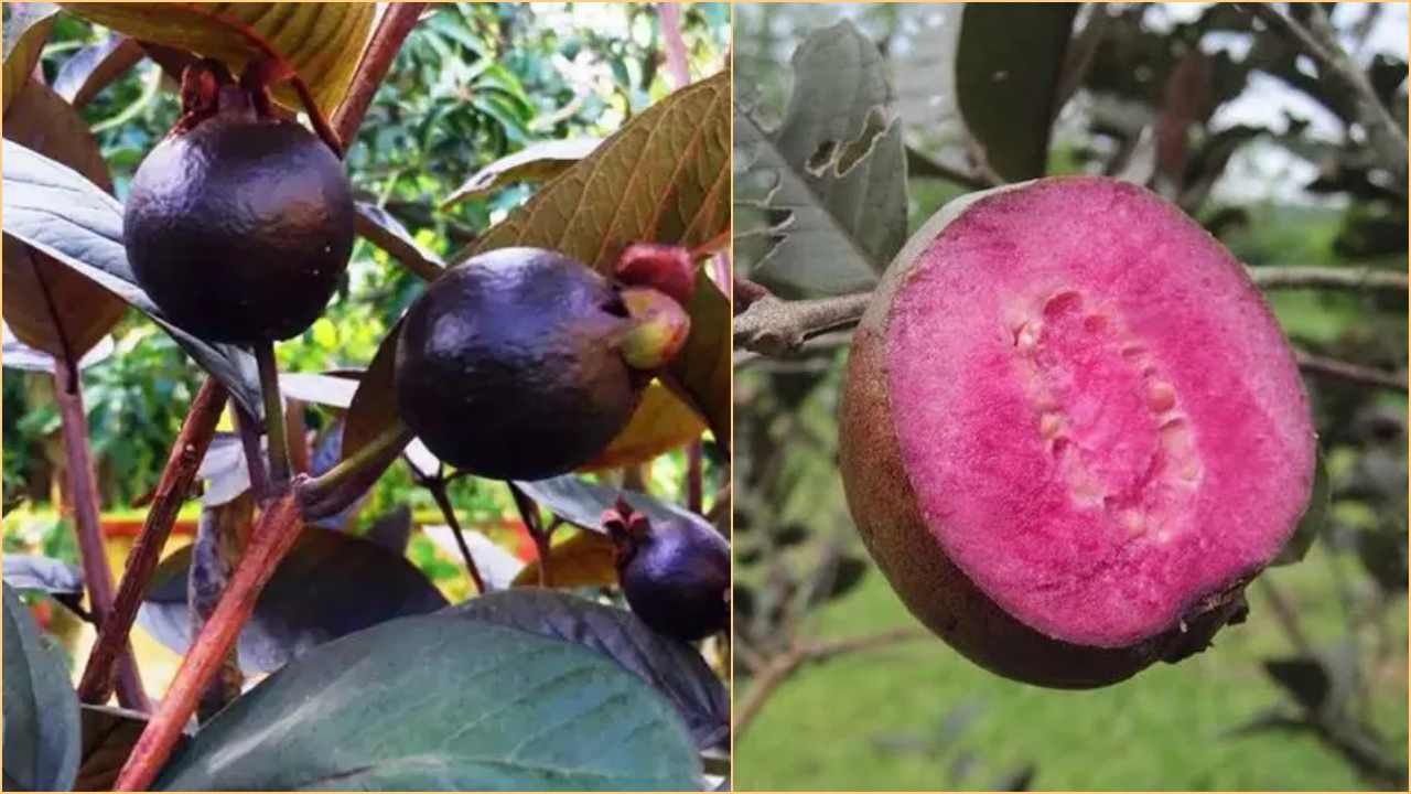 Black Guava Crop: કાળા જામફળની ખેતી ખેડૂતોને કરી શકે છે માલામાલ, જાણો તેની ખેતી વિશે