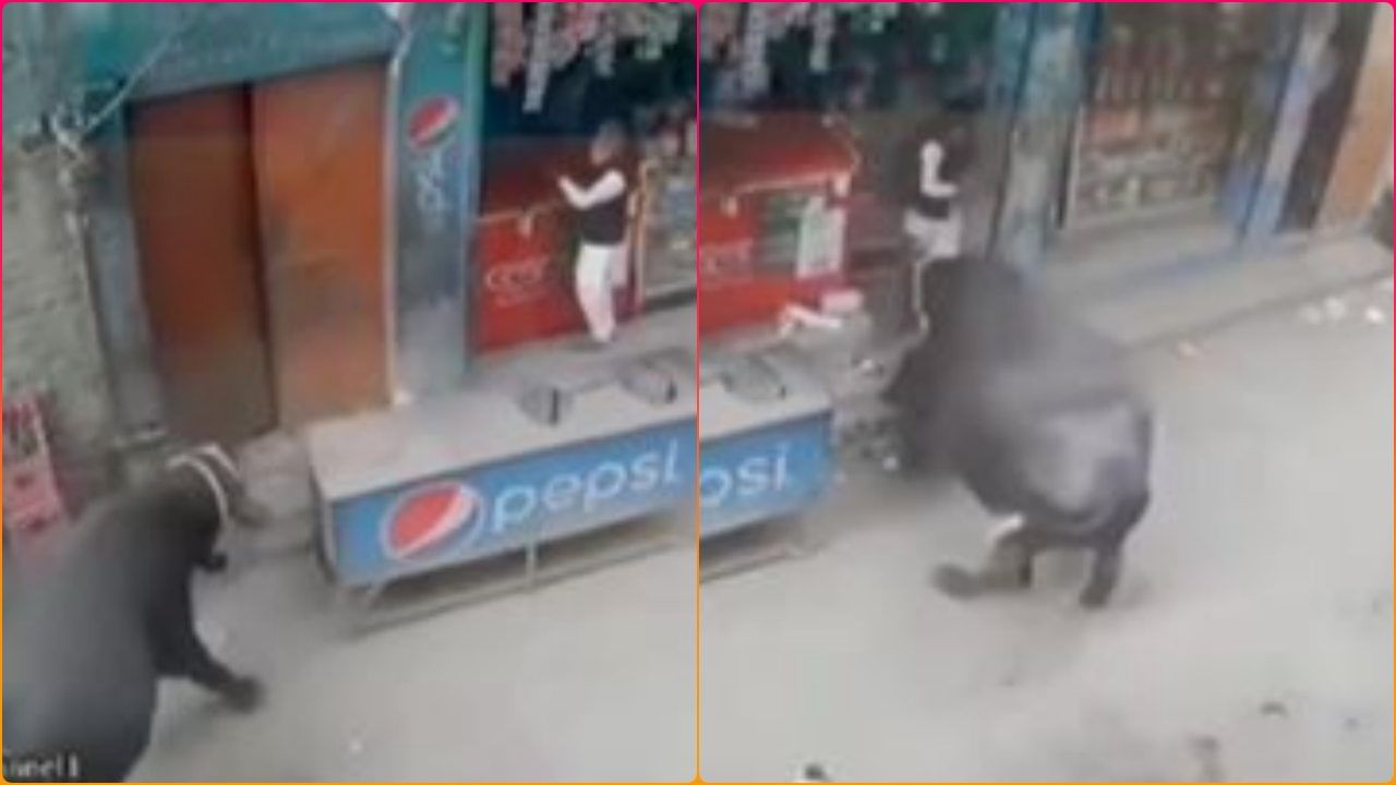 Viral Video: ભેંસે મચાવ્યો ભયાનક તાંડવ, લોકોને ઊંચકી ઊંચકીને પટક્યા, વીડિયો જોઈ ચોંકી ગયા લોકો
