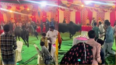 લગ્નના મંડપમાં આખલાએ મચાવ્યો આતંક, લોકોની હાલત થઈ ખરાબ ! જુઓ આ Funny Viral Video