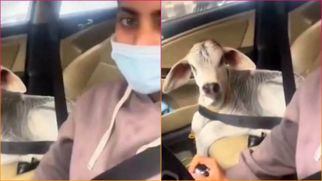 વાછરડાને યુવતી કારમાં બેસાડી લઈ જતી જોવા મળી, સીટ બેલ્ટ બાંધી બેસેલા વાછરડાએ આપ્યા ક્યુટ એક્સપ્રેશન, જુઓ Viral Video