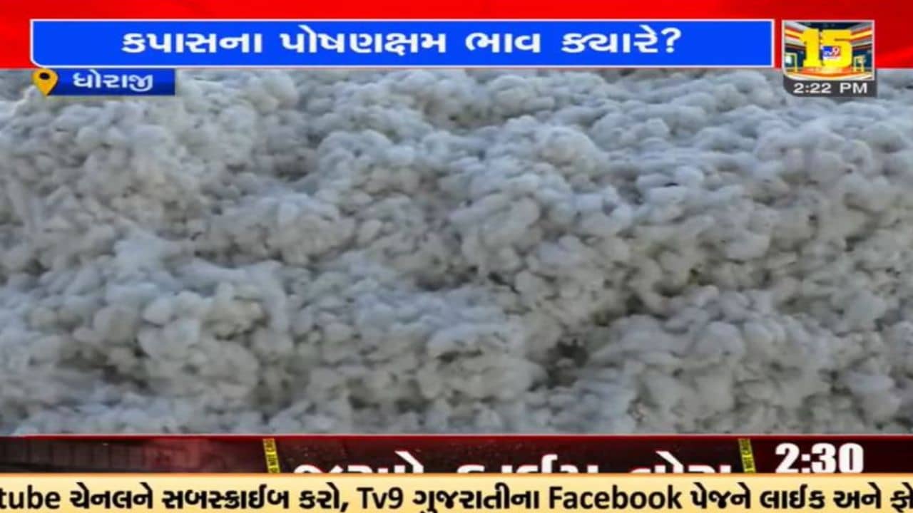 Video : રાજકોટના ધોરાજી માર્કેટ યાર્ડમાં કપાસના ભાવ ગગડતાં જગતનો તાત ચિંતાતુર બન્યો