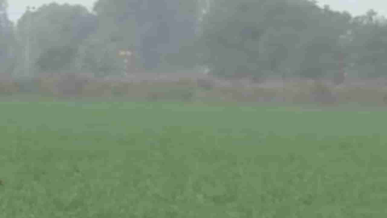 Rajkot: ધોરાજીમાં કમોસમી વરસાદથી શિયાળુ પાકને ભારે નુકસાન, ખેડૂતો ચિંતિત