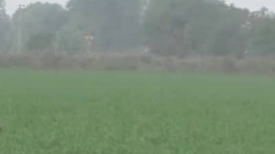 Rajkot: ધોરાજીમાં કમોસમી વરસાદથી શિયાળુ પાકને ભારે નુકસાન, ખેડૂતો ચિંતિત