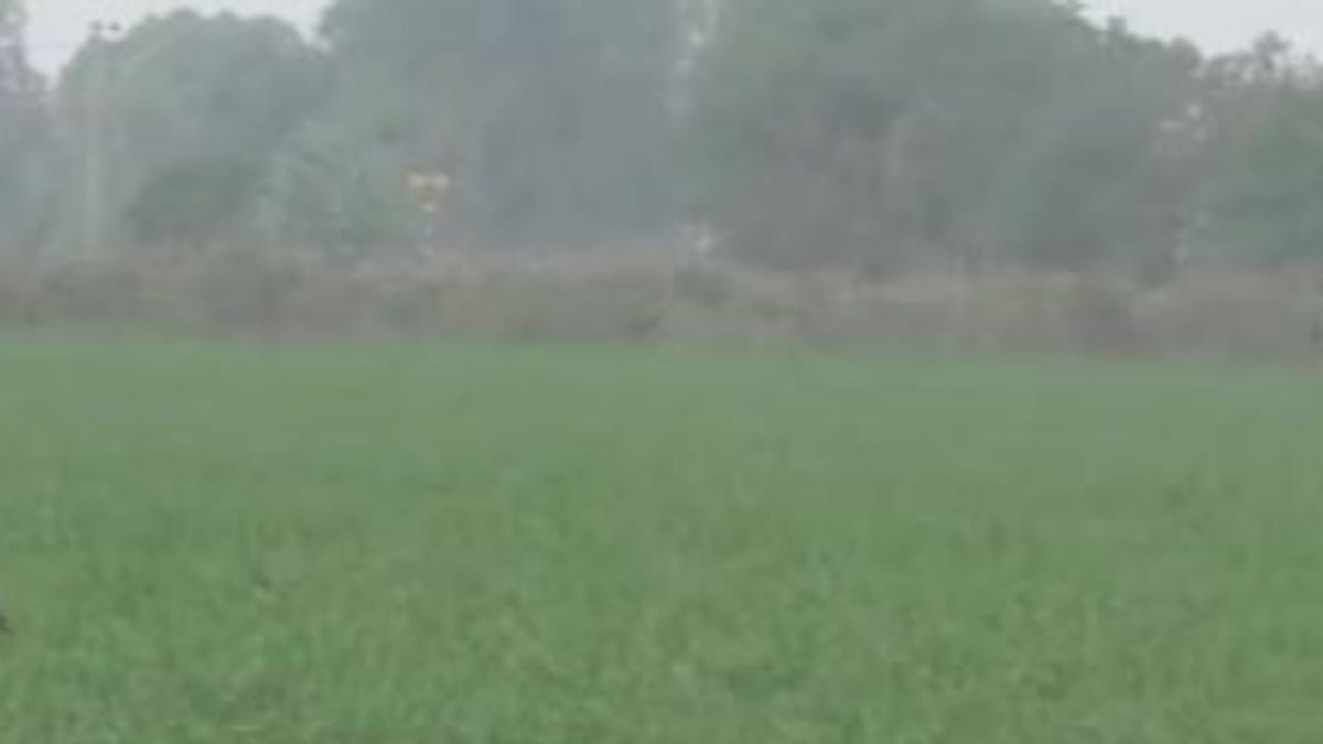 Rajkot: ધોરાજીમાં કમોસમી વરસાદથી શિયાળુ પાકને ભારે નુકસાન, ખેડૂતો ચિંતિત