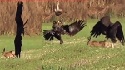 Instagram Reel: પક્ષીરાજની આંખમા ધૂળ નાખી બાજી મારી ગયું હરણ, જુઓ Video