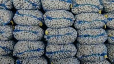 ગોંડલ માર્કેટિંગ યાર્ડમાં લસણની આવકમાં ક્રમશ: ઘટાડો, 20 કીલો લસણનો ભાવ 200થી 700 રૂપિયા બોલાયો