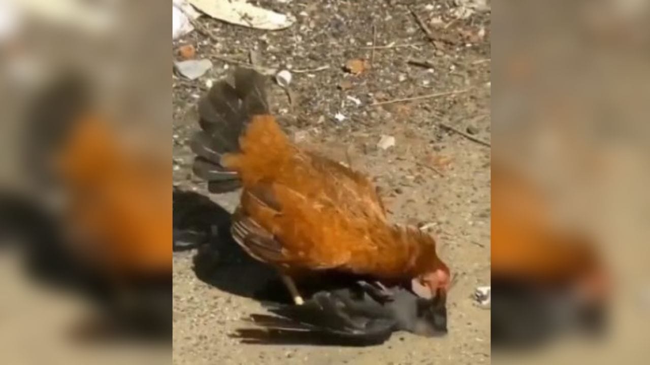 Bird Viral Video : કાગડાએ જોયા વગર જ મરઘી પર કર્યો હુમલો, પણ મરઘીએ ચાંચ મારી-મારીને કાગડાની હાલત બગાડી