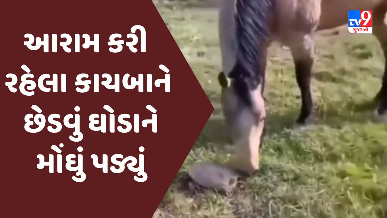 Viral Video : આરામ કરી રહેલા કાચબાને છેડવું ઘોડાને મોંઘું પડ્યું, જીવ બચાવવા ઘોડો થયો રફુચક્કર