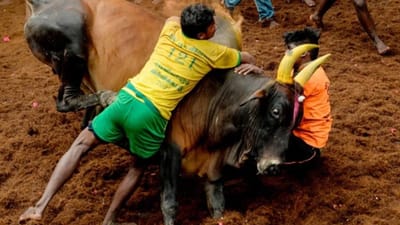 
આ રમતને યેરુ થઝુવુથલ પણ કહેવામાં આવે છે, જેનો અર્થ થાય છે આખલાને ભેટવું. આ રમતમાં નાની શેરીની બંને બાજુ સ્ટેન્ડ મૂકવામાં આવે છે અને શેરીમાં ખેડેલી માટી હોય છે. બળદને Vaadivaasalથી દૂર ભગાડવામાં આવે છે.