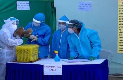 ગુજરાતમાં ઉત્તરાયણ દરમિયાન ઘાયલ થયેલા કુલ 9523 પક્ષીઓને સારવાર અપાઇ