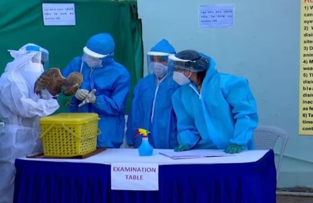 ગુજરાતમાં ઉત્તરાયણ દરમિયાન ઘાયલ થયેલા કુલ 9523 પક્ષીઓને સારવાર અપાઇ