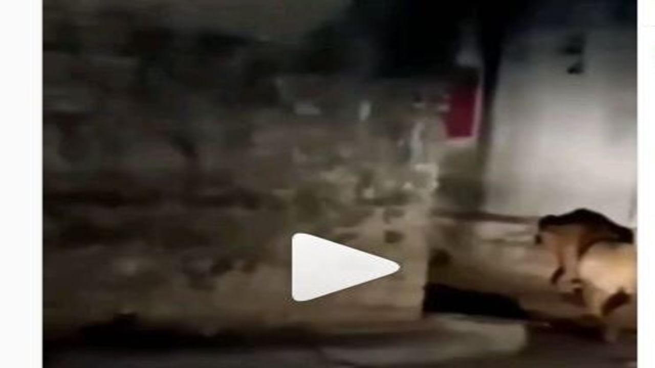 મોડી રાત્રે સિંહની ગામની શેરીઓમાં લટાર, લોકોમાં પણ તેનો ડર નહીં, જુઓ Viral video