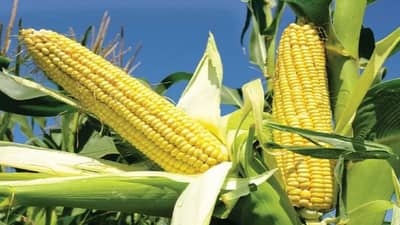 ચોખા, ઘઉં કરતાં મોટું અનાજ (બાજરી) આરોગ્યપ્રદ છે, તેનો ઉપયોગ સિંધુ ખીણની સંસ્કૃતિમાં થતો હતો