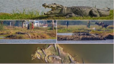 Anand : ચરોતરના મગર માણસો પર હુમલા કરતા નથી, ખેડા-આણંદમાં કુલ 248 મગરની વસ્તી, મગરની ગણતરીમાં સામે આવી રસપ્રદ વિગતો