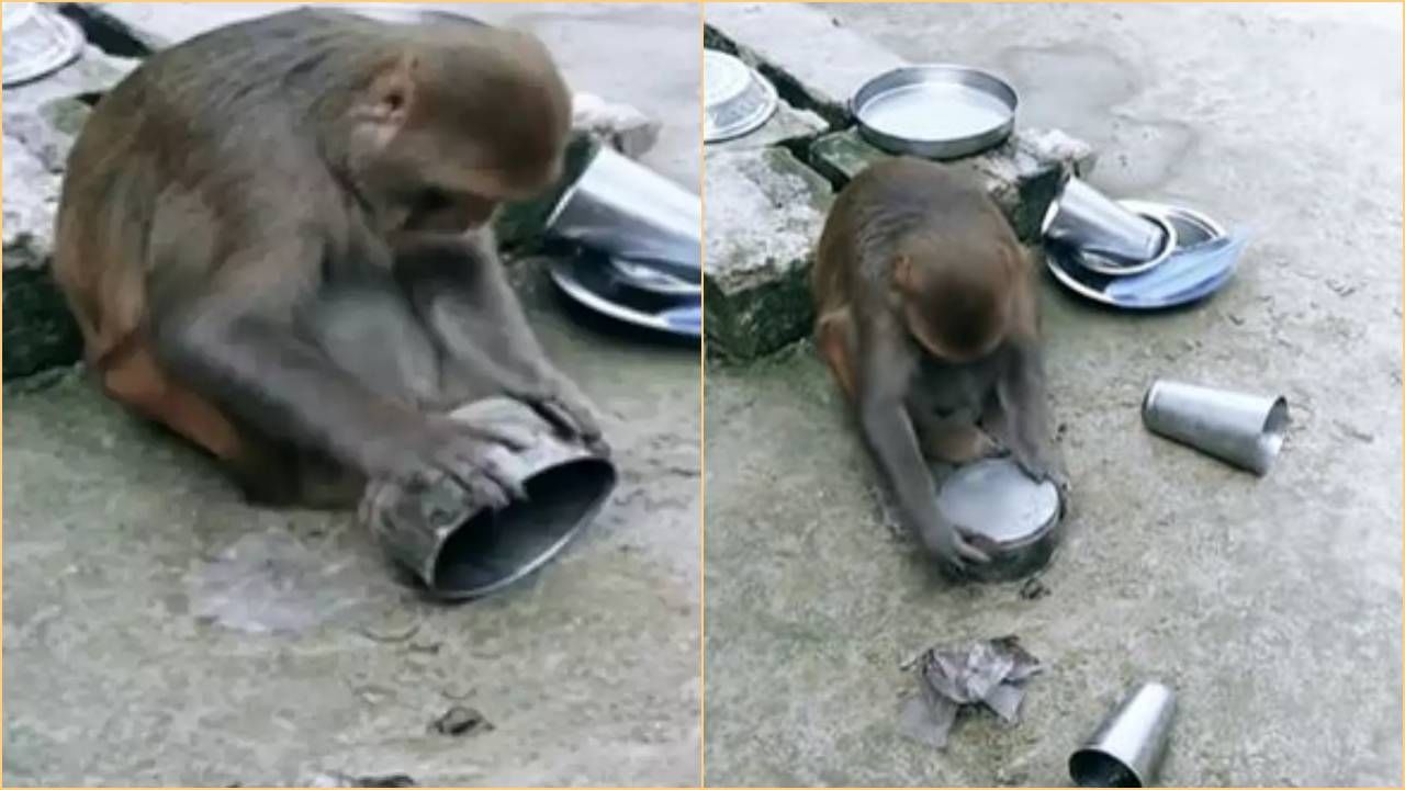 Monkey Funny Video: ઘસી ઘસીને વાસણ ધોઈ રહ્યો હતો વાંદરો, લોકોએ કહ્યું 'પૂર્વજોથી આ ચાલતુ આવે છે'