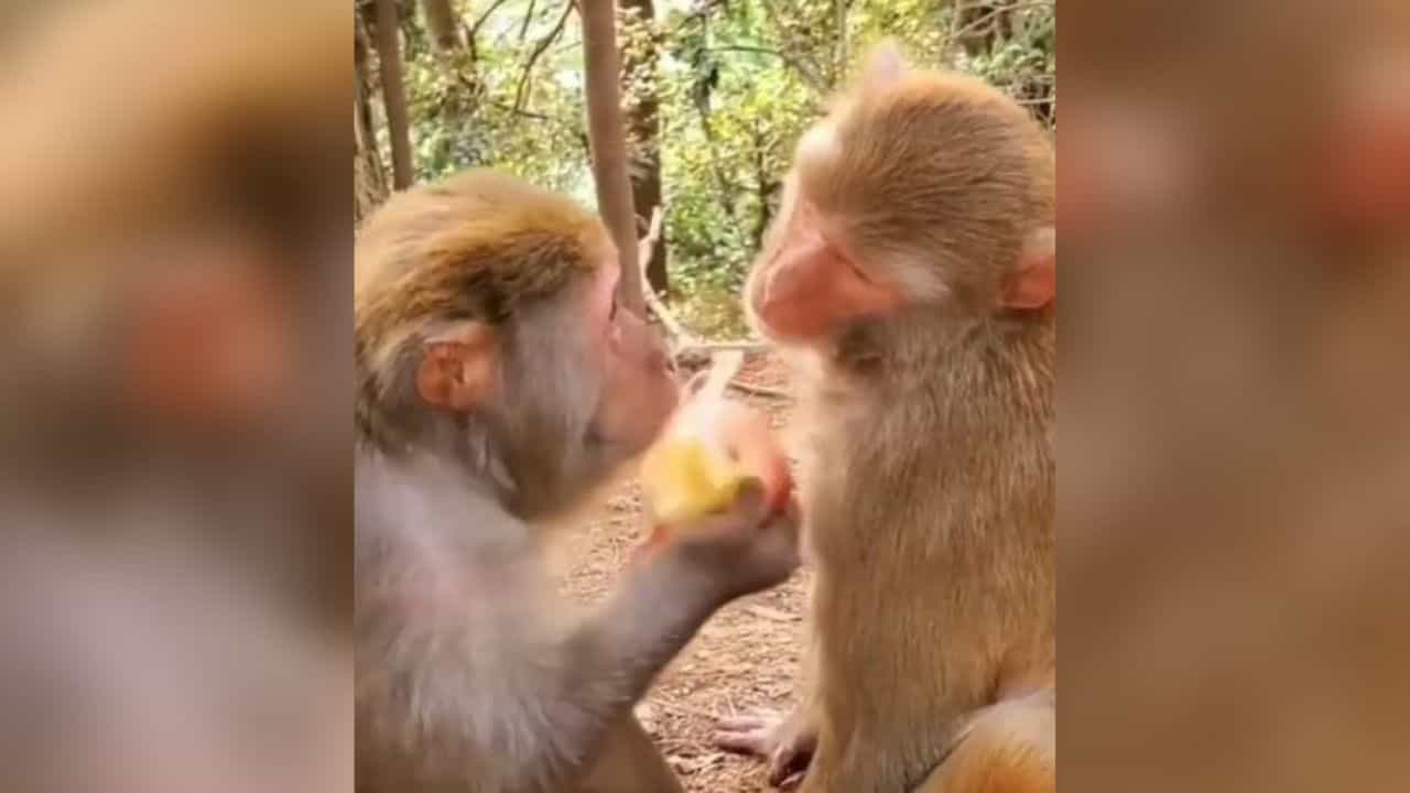 Instagram Funny video : લો બોલો...વાનરે કર્યું માણસો જેવું વર્તન, વીડિયો જોઈને હસવું કંટ્રોલ નહીં કરી શકો
